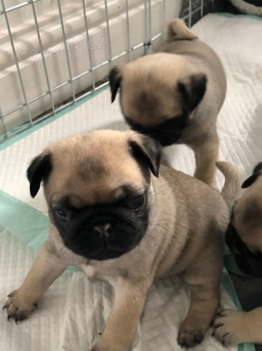 Prod�m kr�sn� b�ov� �t��ata pejska a fenky Mopse