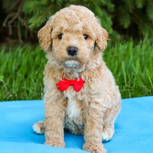 Prod�m zdrav� a kr�sn� �t��ata bichonpoo pejska a fenky.