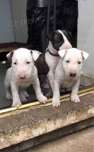 Prod�m kr�sn� �t��ata fen a pejska mini anglick�ho Bulteri�ra.