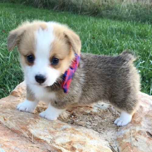 krsn a andlsk miniaturn tata Pembroke Welsh Corgi na prodej.