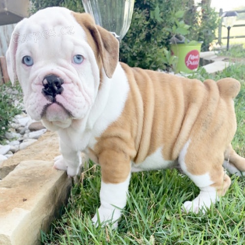 Prod�m kr�sn� a and�lsk� - zdrav� �t��ata Anglick�ho buldo�ka