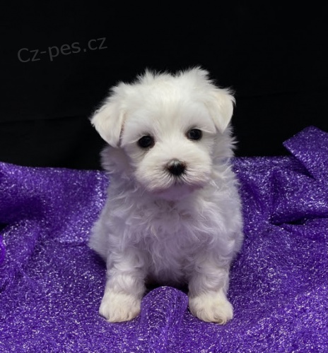 O�kovan� mini mini ��lek sn�hov� b�l� Malt�z��ky na prodej.