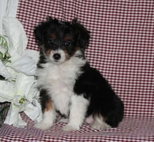 zdrav� �t��ata Sheltidoodle na prodej