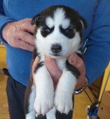 SIBI�SK� HUSKY �T��ATA**