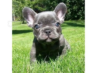 N�dhern� �t��ata francouzsk�ho buldo�ka