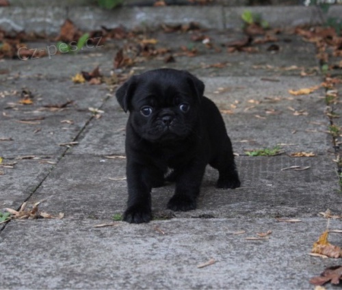 Zdrav�, o�kovan� a od�erven� �t��ata �ern�ho mopse k adopci.