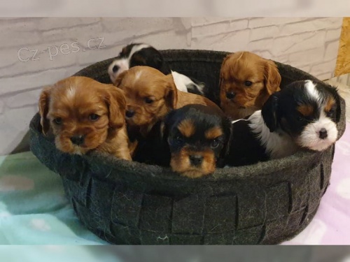 Kaval�r King Charles �pan�l �t��ata