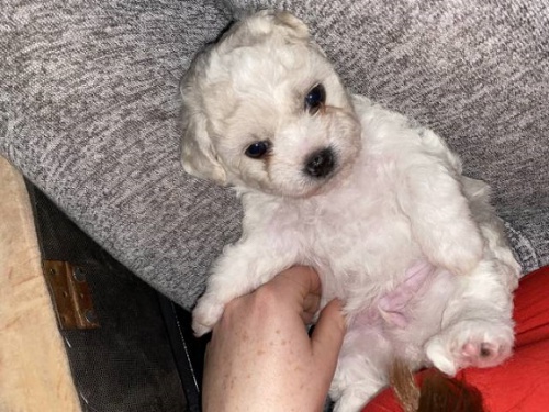 �t��ata Bichon-fris� s PP