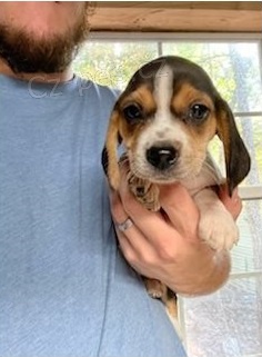 B�gl �t��ata ***