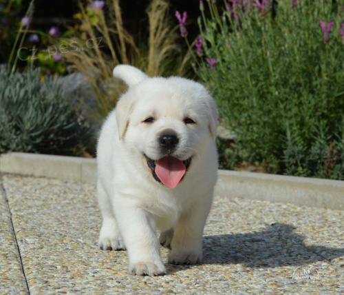 �istokrevn� Labradorsk� retr�vr - �t��ata FCI