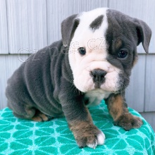 �t��ata anglick�ho buldoka