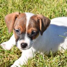 NEUV��ITELN� JACK RUSSELL