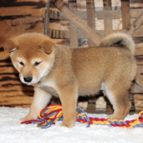 tata Shiba Inu schvlen veterinem jsou k dispozici pro nov domovy.