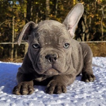 �t��ata francouzsk�ho buldo�ka