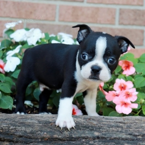 Prod�m dob�e hygienicky a soci�ln� vy�kolen� �t��ata bostonsk�ho teri�ra.