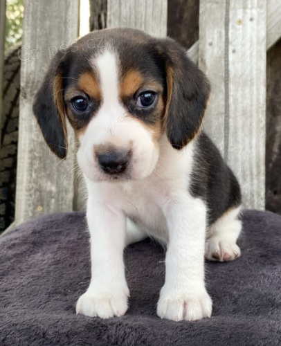 Kr�sn� a rozko�n� �t��ata b�gla k dispozici a p�ipravena k prodeji.