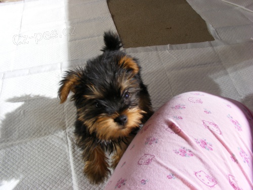 Prod�m p��telsk� �t��ata jork��rsk�ho teri�ra.