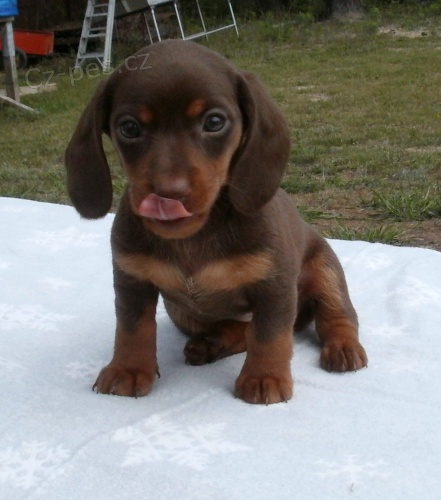 K dispozici kr�sn� �t��ata jezev��ka.