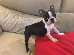 Prodej mil�ch �t��at bostonsk�ho teri�ra