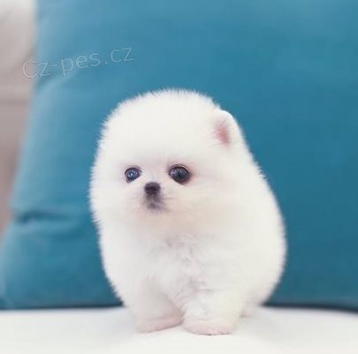 Volpino �t��ata do dobr�ch domov�