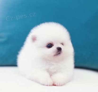 Volpino -�t��ata do dobr�ch domov�