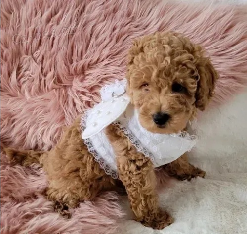 �t��ata �erven�ho Pudl mu�i a �eny