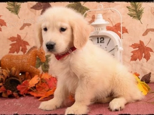 �t��ata zlatyo retr�ever