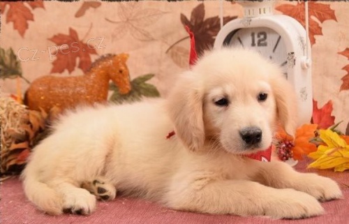 �t��ata zlatyo retr�ever