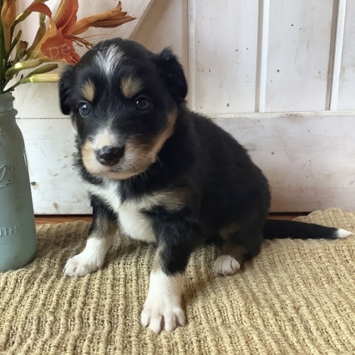 Prod�m kr�sn� a zdrav� �t���tka border kolie MINI