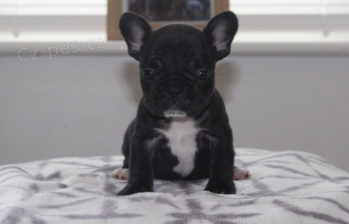 Prod�m �t��ata Francouzsk�ho buldo�ka MINI.