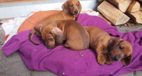 Hladkosrst� jezev��k s PP