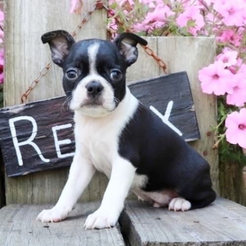 Bostonsk� teri�r k dispozici Boston Terrier 