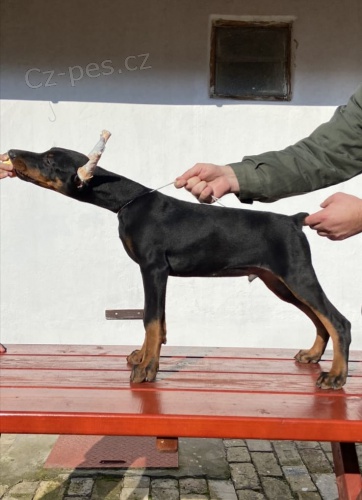 Dobrman �t��ata