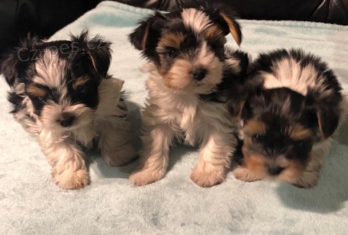 Prod�m mini �t��ata biewer yorkshire teri�ra.