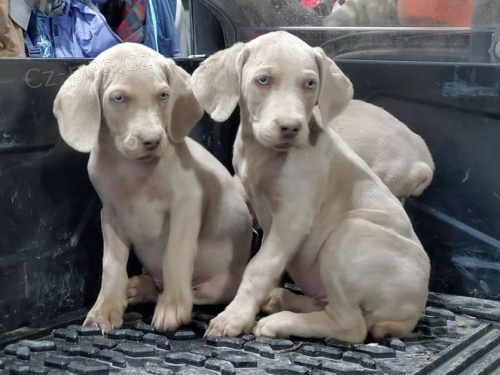 �t���tka jsou o�kovan�, od�erven�.