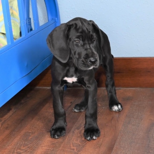 Zdrav� �t��ata dogy a feny o�kovan� k adopci.