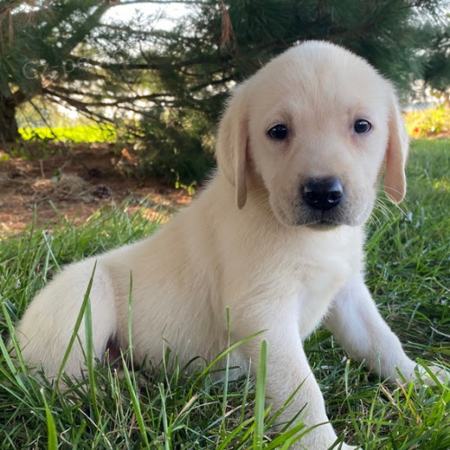 Prod�m �t��ata labradorsk�ho retr�vra.