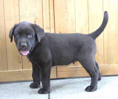 �ern� kr�sn� �t��ata labradorsk�ho retr�vra a pejska na prodej.