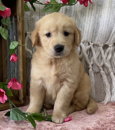 Prod�m dob�e vycvi�en� �t��ata zlat�ho retr�vra a pejska.