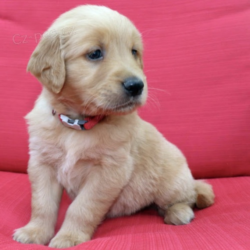 mini �t��ata zlat�ho retr�vra k adopci.