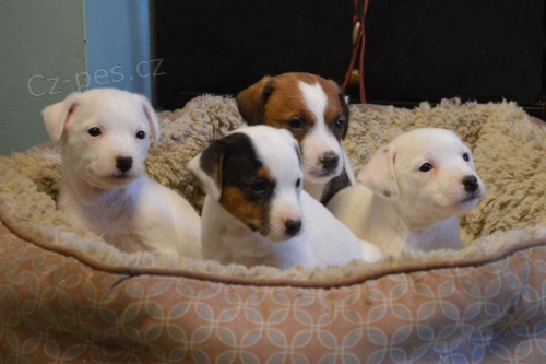 Prod�m mini �t��ata jack russell teri�ra.