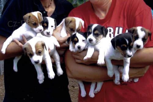 Prod�m kr�sn� zdrav� a o�kovan� mini �t���tka jack russell teri�ra.