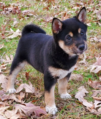 Prod�m �t��ata shiba inu