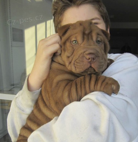 Prodm zdrav okovan tata Shar-pei.