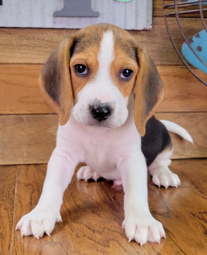 Trikol�ra �t��ata b�gla jako d�rek