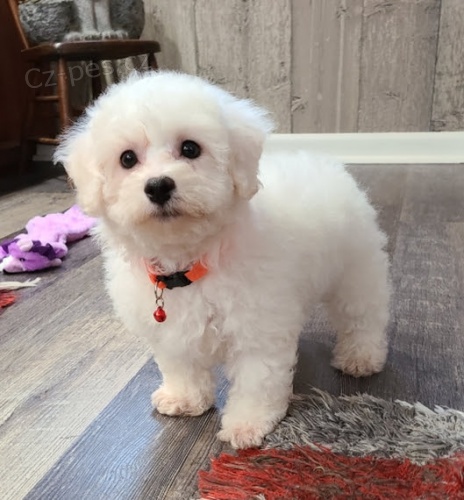 b�l� kr�sn� �t��ata bi�onka mini na prodej.