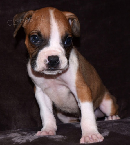 Prod�m kr�sn� �t��ata n�meck�ho-boxer