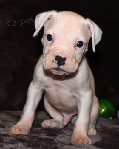 Prod�m �t��ata b�l�ho boxera