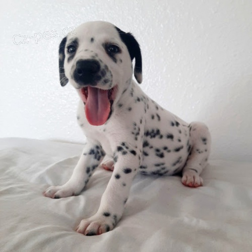 Dalmatsk� �t��ata k adopci