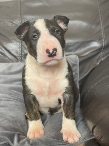 MINI anglicky bulteri�r �t��ata na prodej.